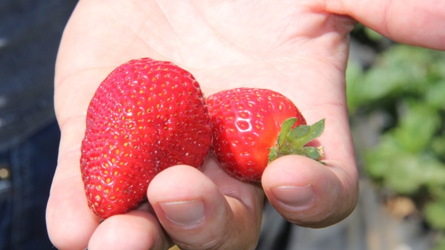 Frutillas