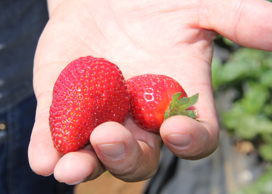 SAG autoriza tres productos para el control químico del nematodo de la frutilla