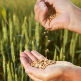 Man,Pours,Wheat,From,Hand,To,Hand,On,The,Background