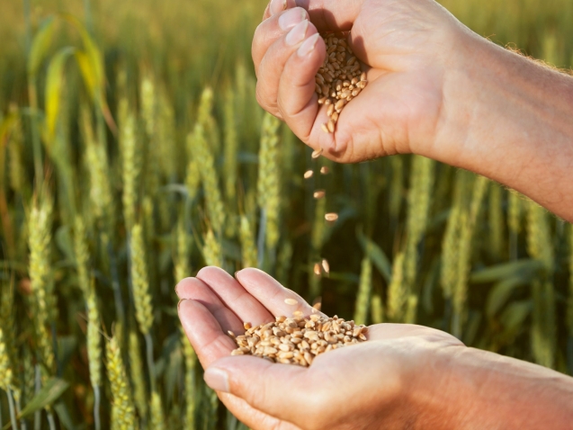 Man,Pours,Wheat,From,Hand,To,Hand,On,The,Background