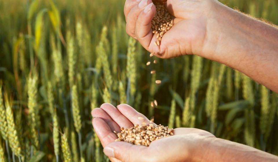 Man,Pours,Wheat,From,Hand,To,Hand,On,The,Background