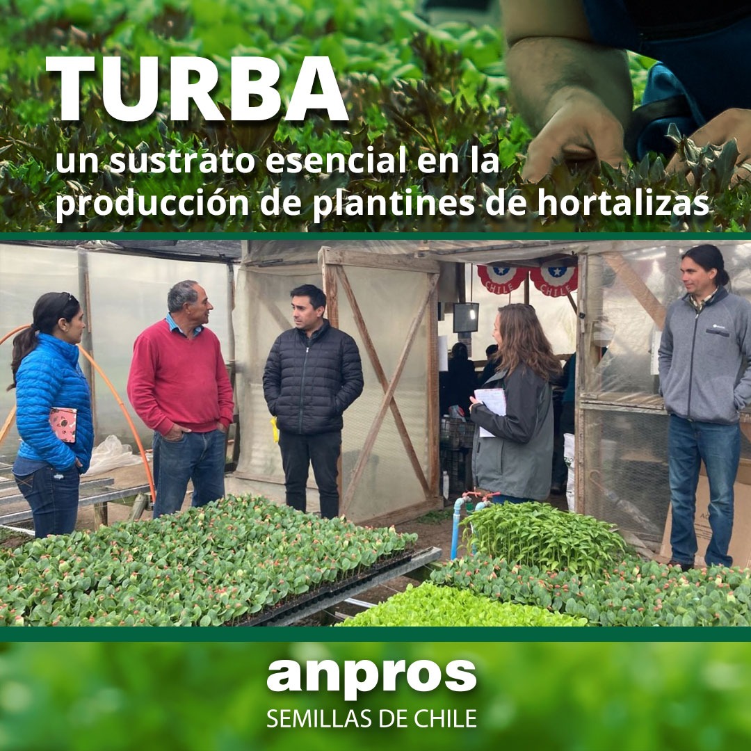 JEFE DE GABINETE DE DIPUTADO BENAVENTE VISITA PLANTINERA JUNTO A ANPROS PARA CONOCER ALCANCES DE LA TURBA EN LA AGRICULTURA