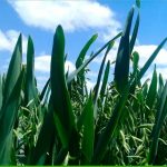 Positivos impactos económicos y agroindustriales generó la adopción de avena Supernova-INIA en La Araucanía