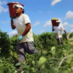Proyectan estabilización de la oferta de mano de obra para realizar labores agrícolas