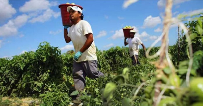 Proyectan estabilización de la oferta de mano de obra para realizar labores agrícolas
