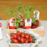 Edición genética: 7 formas en las que CRISPR está dando forma al futuro de los alimentos