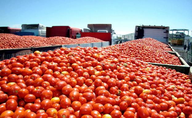 Chile: Exportaciones de hortalizas generan USD 522 millones en 2022
