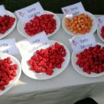 Consorcio Tecnológico de la Fruta da a conocer 4 nuevas variedades de frambuesas 100% chilenas