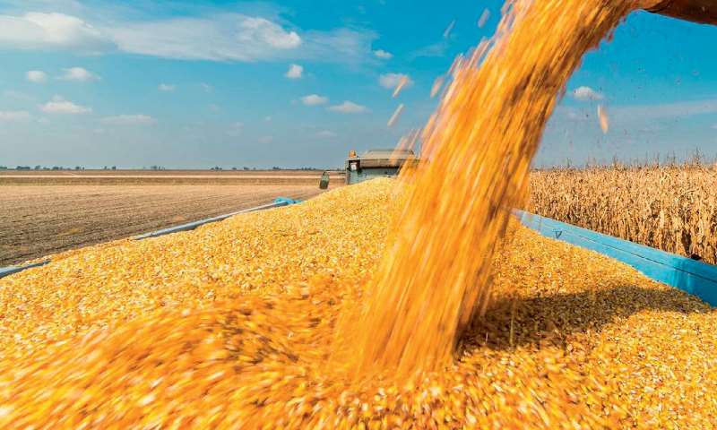Inseguridad laboral y altos costos de siembra disminuyen la producción de cultivos cerealeros