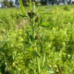 Agricultores del secano Mediterráneo de Chile están cerca de contar con la primera variedad de alfalfa