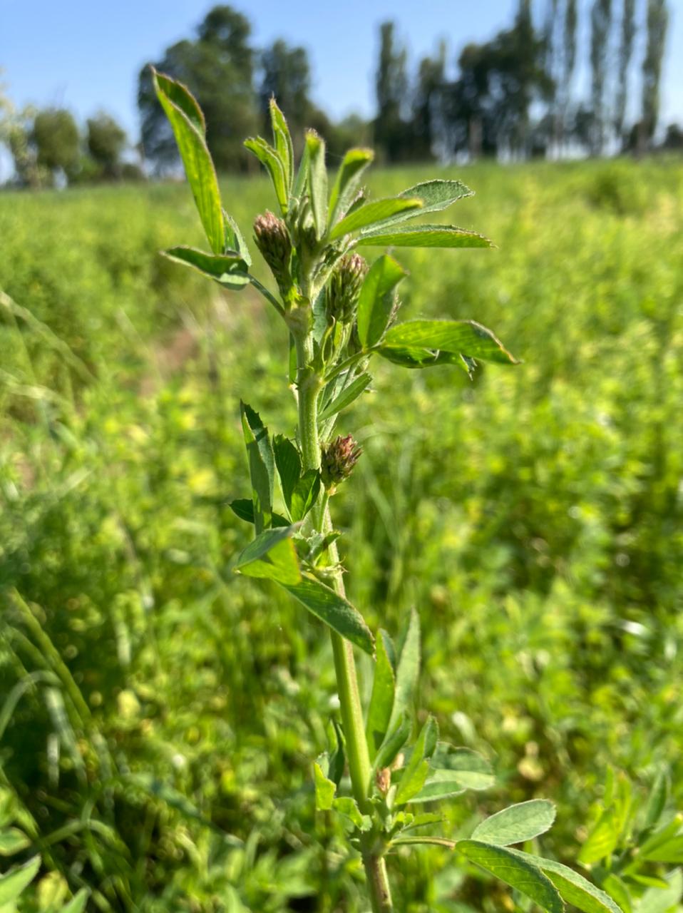 Agricultores del secano Mediterráneo de Chile están cerca de contar con la primera variedad de alfalfa