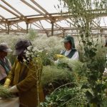 Con cambios graduales en la jornada de trabajo sector agrícola aplicará ley de 40 horas