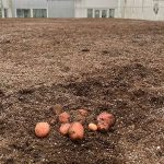 COALICIÓN DE GREMIOS AGROALIMENTARIOS SE REUNIÓ CON DIPUTADO HÉCTOR BARRÍA PARA CONOCER EL USO DE LA TURBA EN PRODUCCIÓN DE SEMILLA DE PAPAS