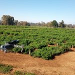 Nuevo germoplasma de alfalfa tolerante a sequía para zonas de secano mediterráneo fue estudiado mediante fenotipado terrestre y aéreo