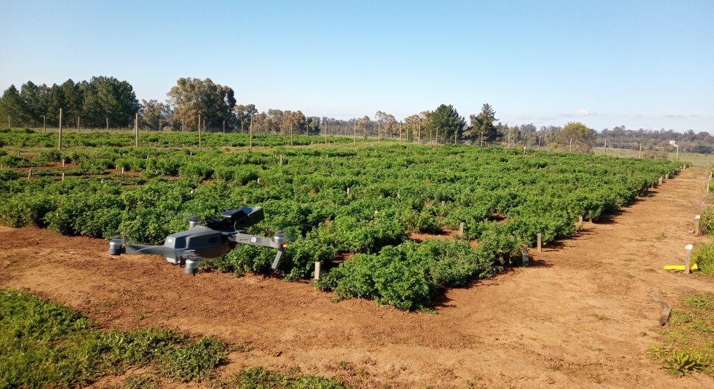 Nuevo germoplasma de alfalfa tolerante a sequía para zonas de secano mediterráneo fue estudiado mediante fenotipado terrestre y aéreo