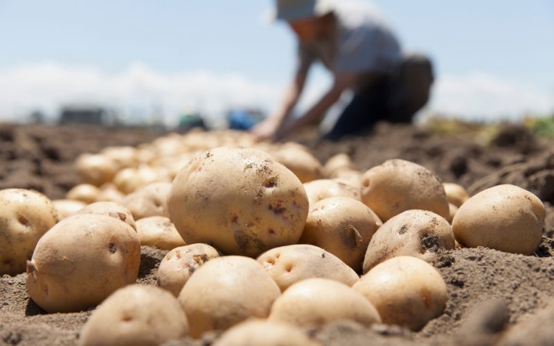 Advierten que importación ilegal de papas pone en riesgo producción nacional del tubérculo