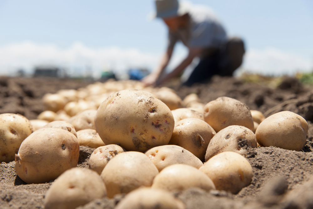 Advierten que importación ilegal de papas pone en riesgo producción nacional del tubérculo