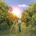 Perspectivas agrícolas 2023-2032 entregadas por la FAO y OCDE