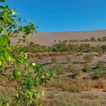 Proyecto pionero de eficiencia hídrica busca cultivar en el árido norte de Chile