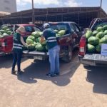 SAG en alerta por vegetales que ingresan ilegalmente a Chile con residuos de plaguicidas
