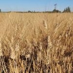 INIA presentó siete nuevas variedades de cereales destinadas a la agricultura nacional