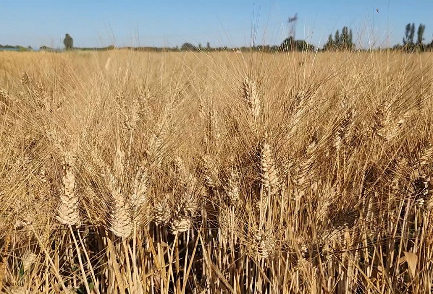 INIA presentó siete nuevas variedades de cereales destinadas a la agricultura nacional