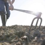 La FAO publica 15 estudios de caso sobre el uso de biotecnologías para satisfacer las necesidades de los pequeños agricultores