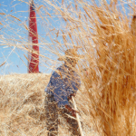 Gobierno anuncia compra de trigo a pequeños agricultores de La Araucanía