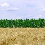 ASTA responde al anuncio del USDA de nuevas medidas para aumentar la transparencia y la competencia en la industria de semillas de EE. UU
