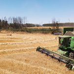 Crisis del trigo chileno: Fuerte caída en el precio golpea a productores y gremio agrícola urge medidas