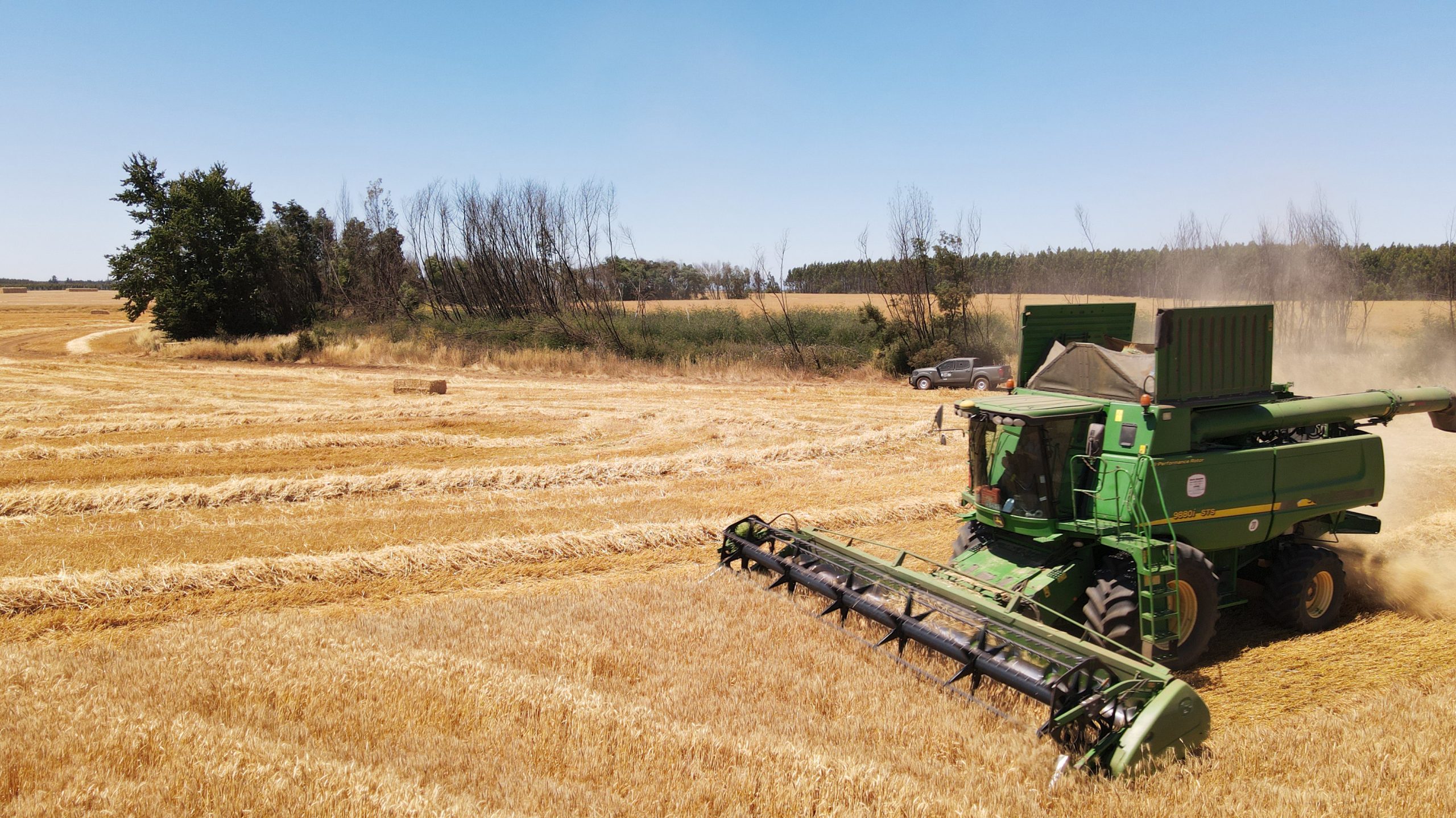 Crisis del trigo chileno: Fuerte caída en el precio golpea a productores y gremio agrícola urge medidas