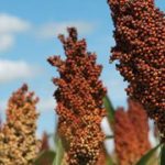 GDM adquiere el negocio de maíz y sorgo de KWS en una expansión estratégica en Sudamérica