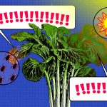 Los sensores de estrés de las plantas podrían revolucionar el manejo de cultivos