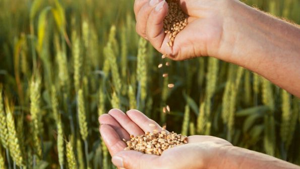 Propiedad intelectual vegetal y el comercio ilegal de semillas: Los temas claves que marcan la agenda legislativa del sector de semillas