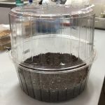 Diseñan un nuevo modelo de germinación de semillas