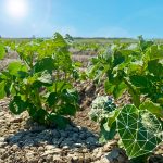 Al borde de una nueva era en la innovación en ciencias vegetales
