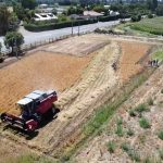 Kauke: la primera trilla de alfalfa chilena