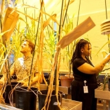 Low-Res_20250507_GreenhouseCorn_TF-13