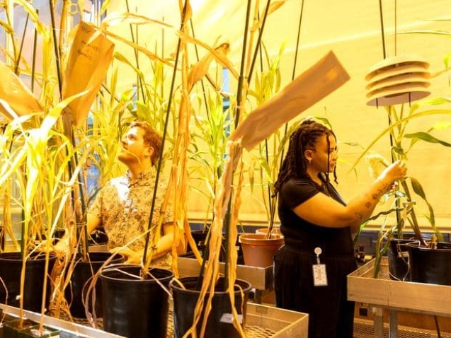 Low-Res_20250507_GreenhouseCorn_TF-13