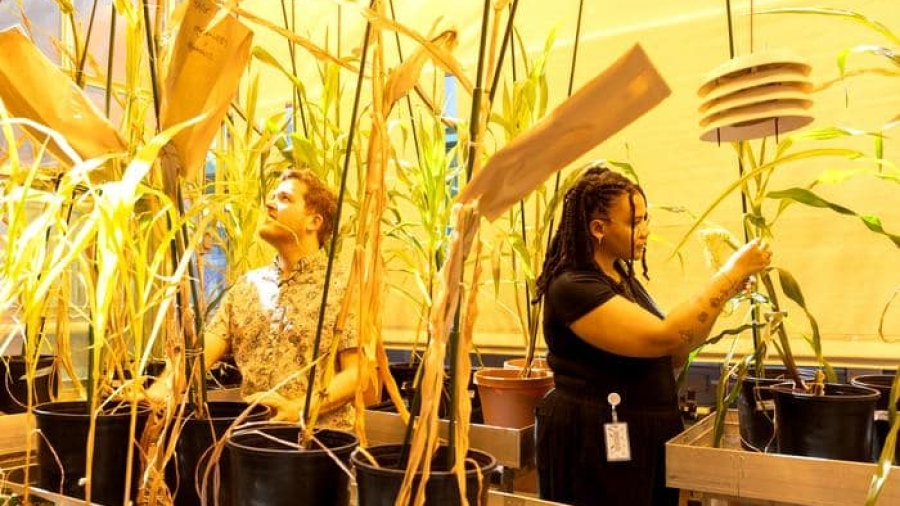 Low-Res_20250507_GreenhouseCorn_TF-13