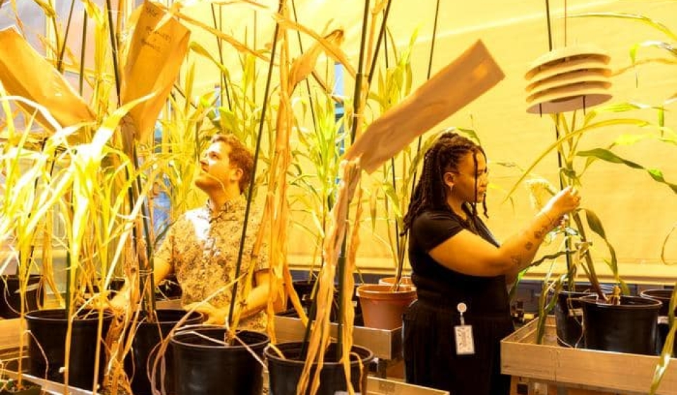 Low-Res_20250507_GreenhouseCorn_TF-13