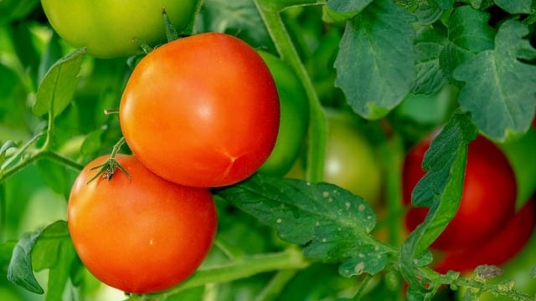 tomatoes-3702925_640