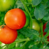tomatoes-3702925_640