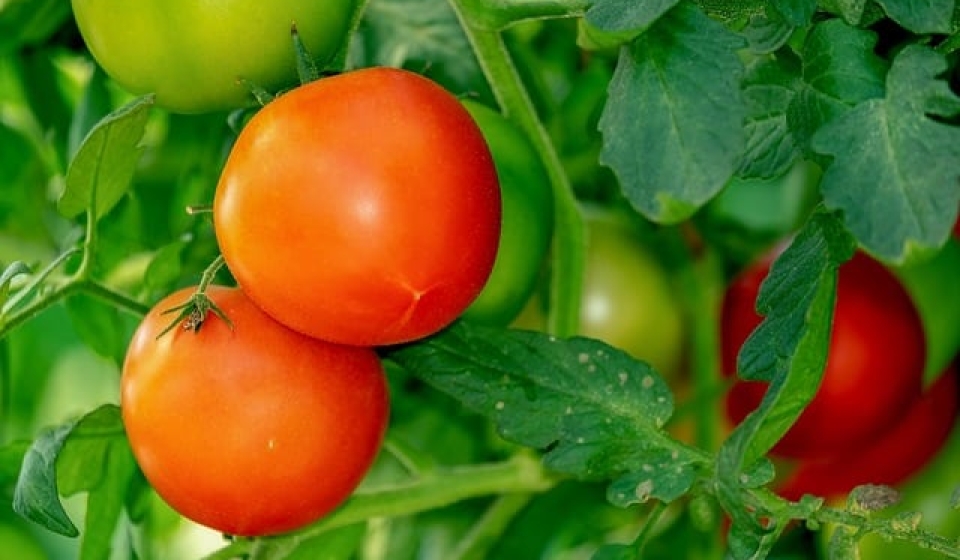 tomatoes-3702925_640