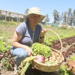 Biodiversidad: el valor de polinizadores, enemigos naturales y bandas florales en los agroecosistemas