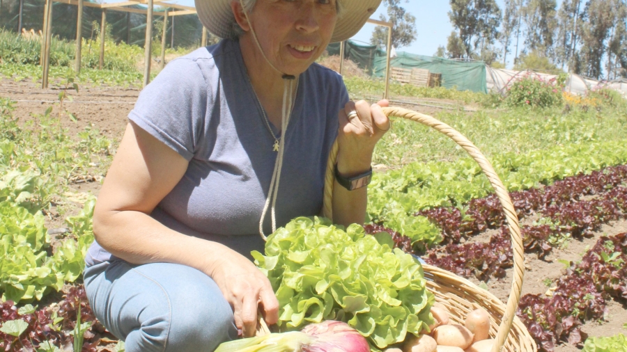 Carmen Rojas, sector Lagunillas Casablanca. productora hortalizas