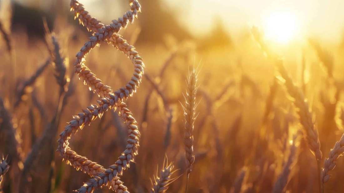 DNA helix representation symbolizing genome editing or genetic engineering over a field of wheat crops