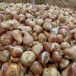 SAG aplaza puesta en marcha de normativa para importación de estructuras vegetativas