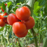 Más plantas, menos plagas: las ventajas de las hojas erguidas en los tomates