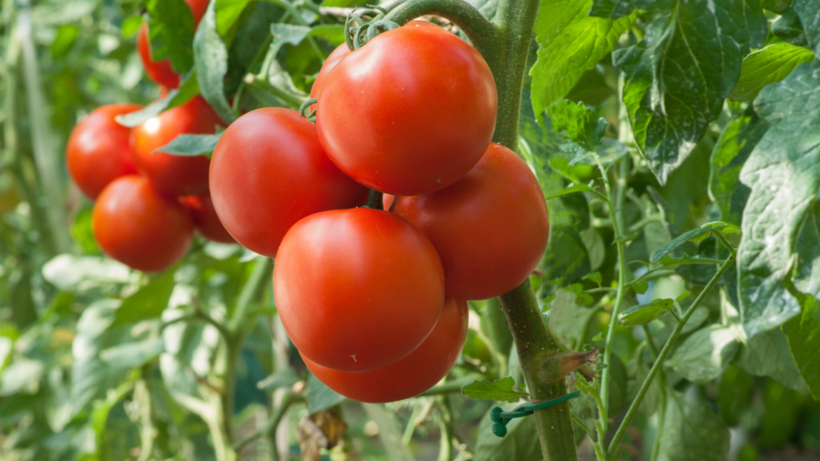 Growth tomato in greenhouse